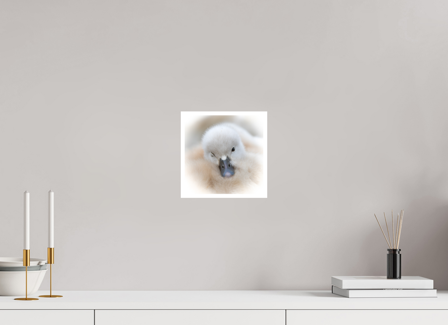 Cygne tuberculé | bouille d’amour