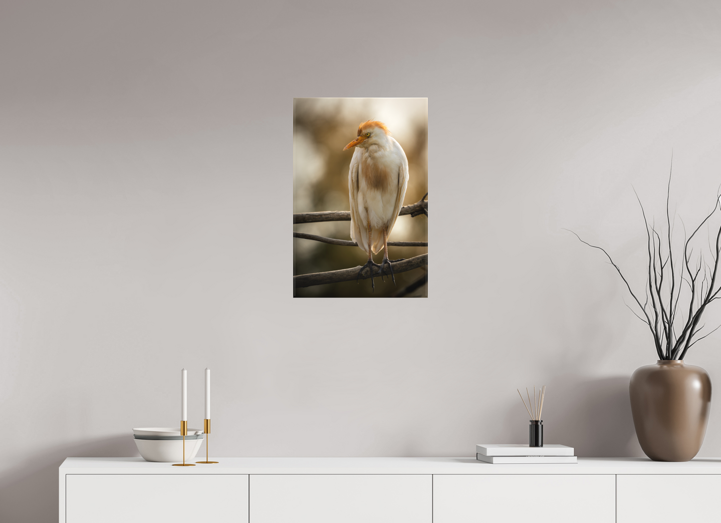 Héron Garde-bœuf | la fausse aigrette