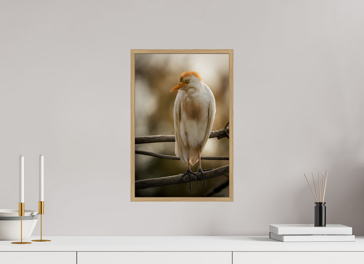 Héron Garde-bœuf | la fausse aigrette