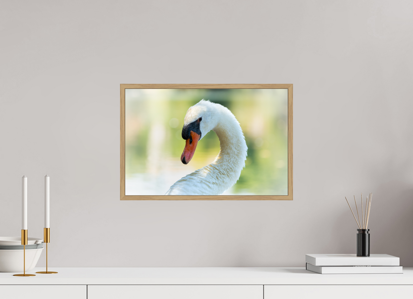 Cygne tuberculé | un doux portrait
