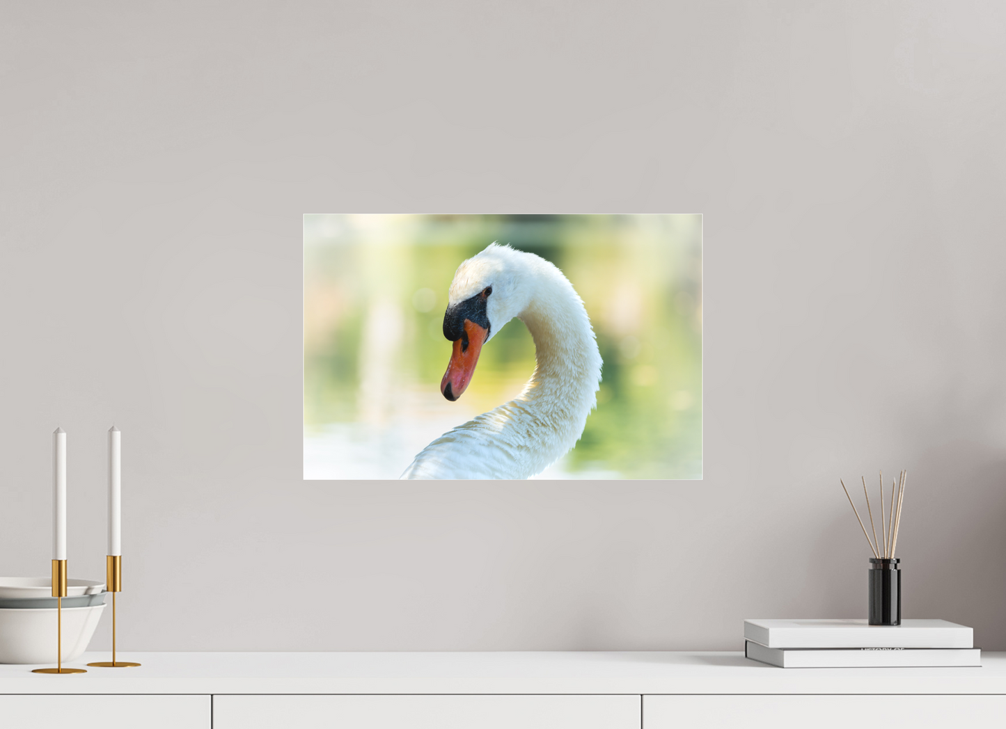Cygne tuberculé | un doux portrait