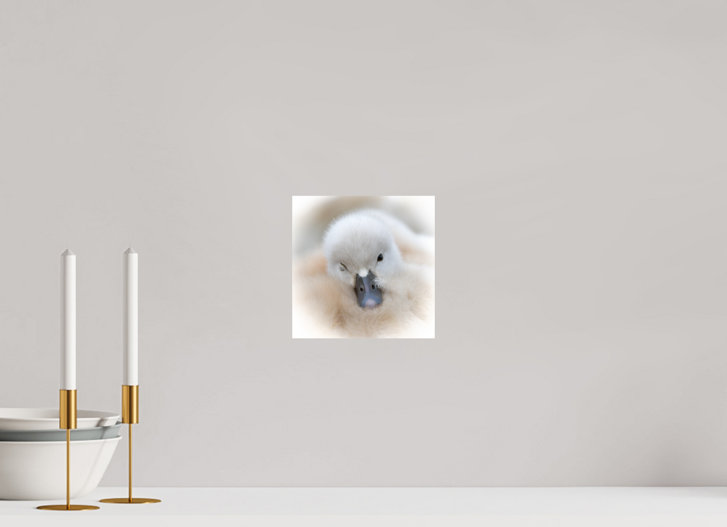 Cygne tuberculé | bouille d’amour