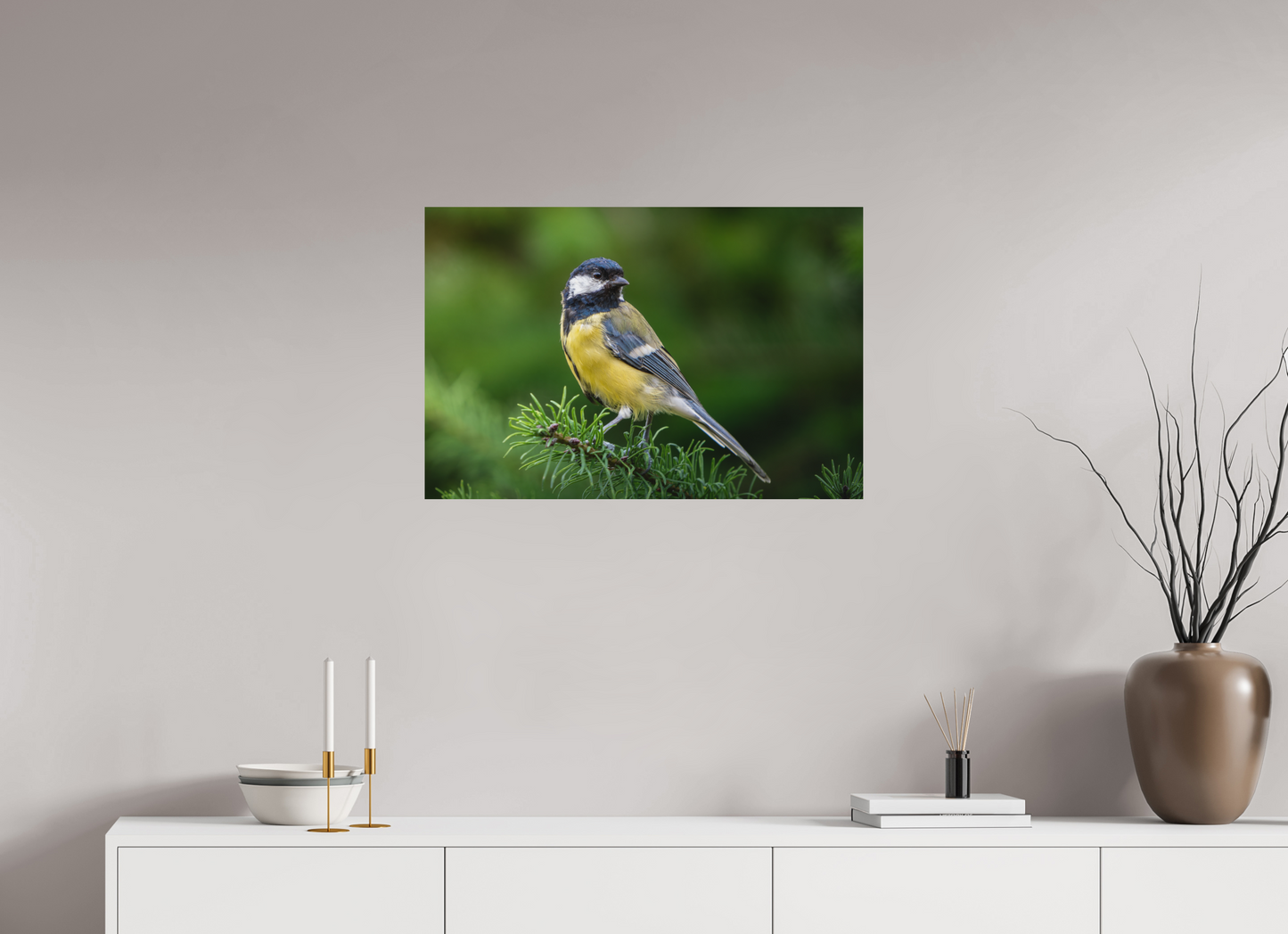 Mésange Charbonnière | la reine des mésanges