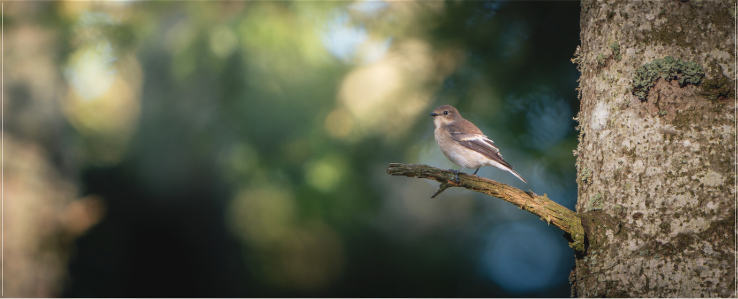 Gobemouche noir | seul sur son arbre