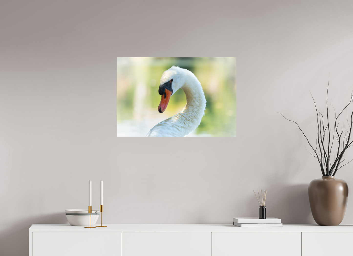 Cygne tuberculé | un doux portrait