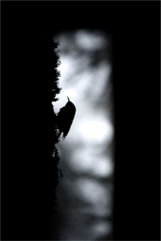 Grimpereau des bois | sous la brume