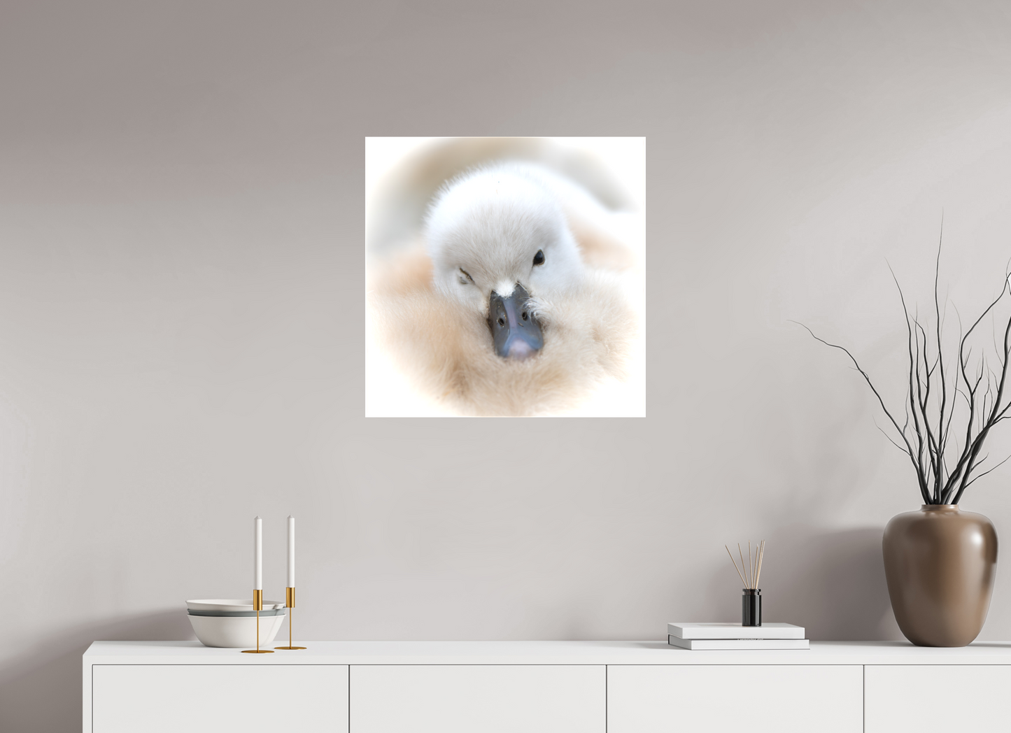 Cygne tuberculé | bouille d’amour