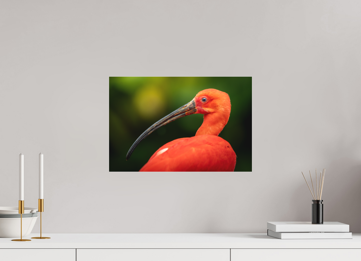 Ibis Rouge | un rouge écarlate