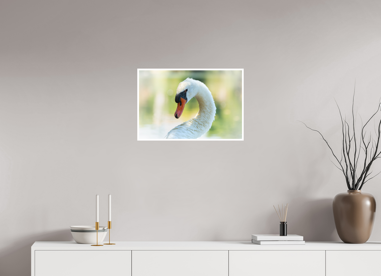Cygne tuberculé | un doux portrait