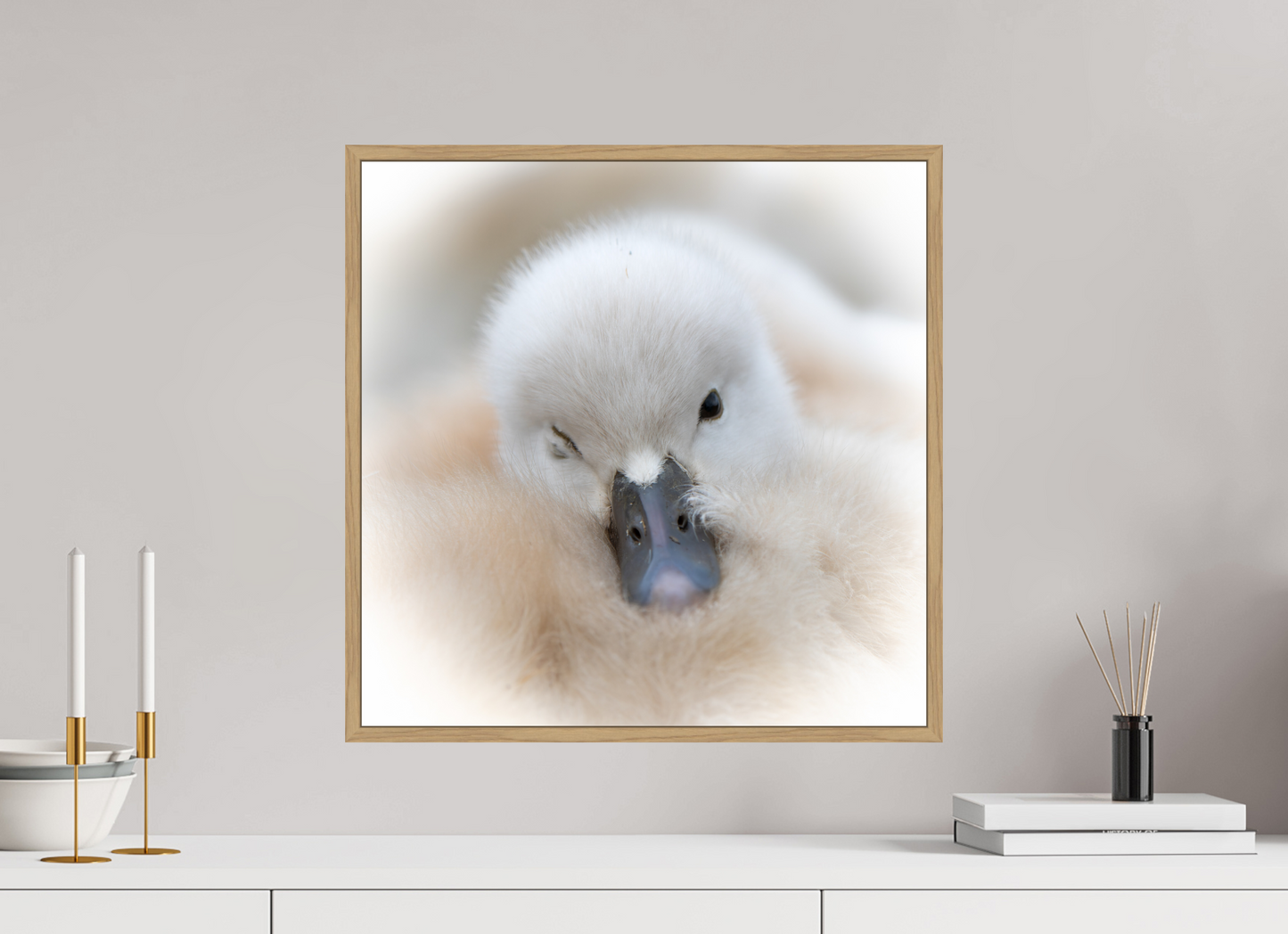 Cygne tuberculé | bouille d’amour