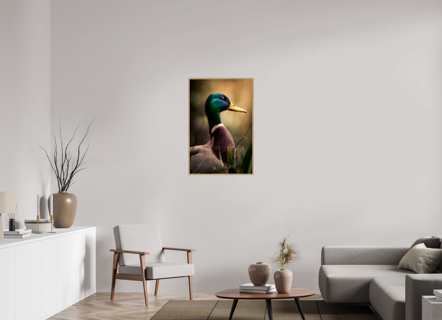 canard Colvert | le roi des canards