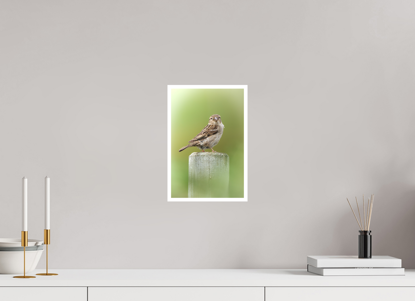 Moineau domestique | un regard mignon