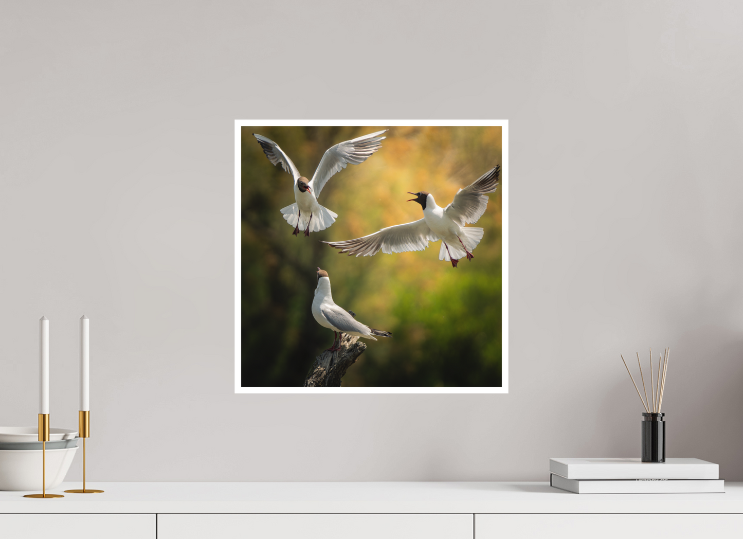 Mouette Rieuse | la guerre du trône