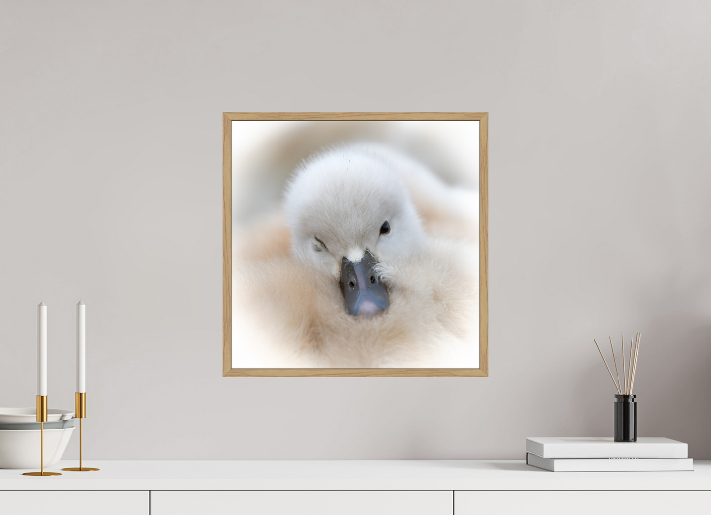 Cygne tuberculé | bouille d’amour