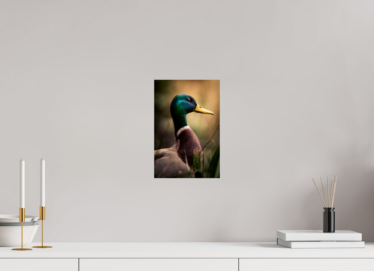 canard Colvert | le roi des canards