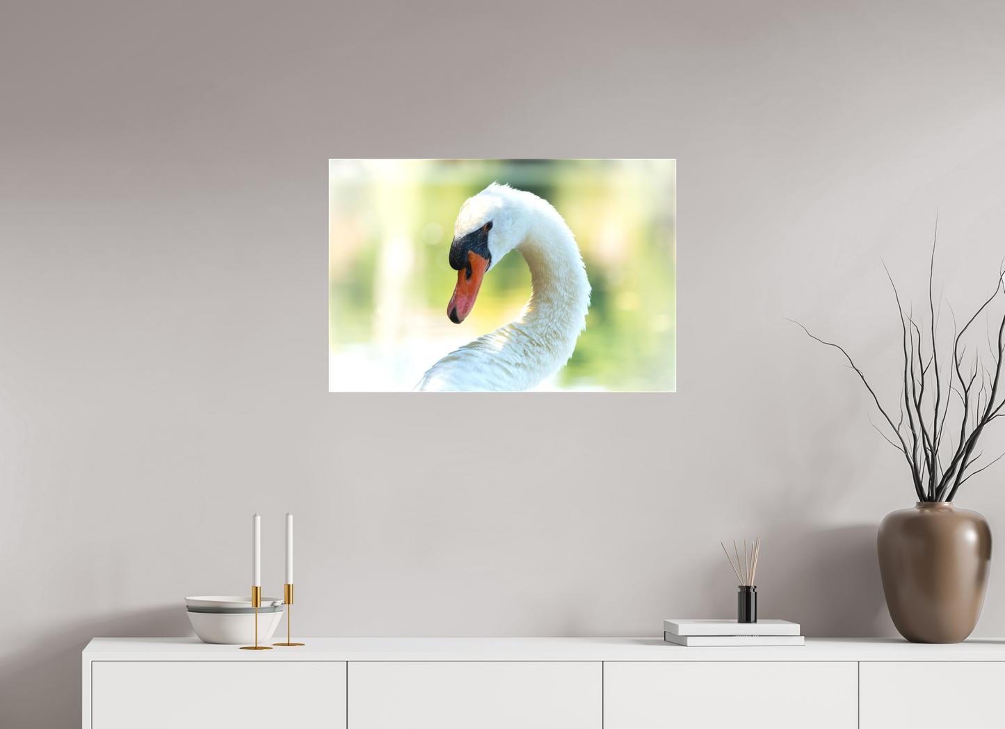 Cygne tuberculé | un doux portrait