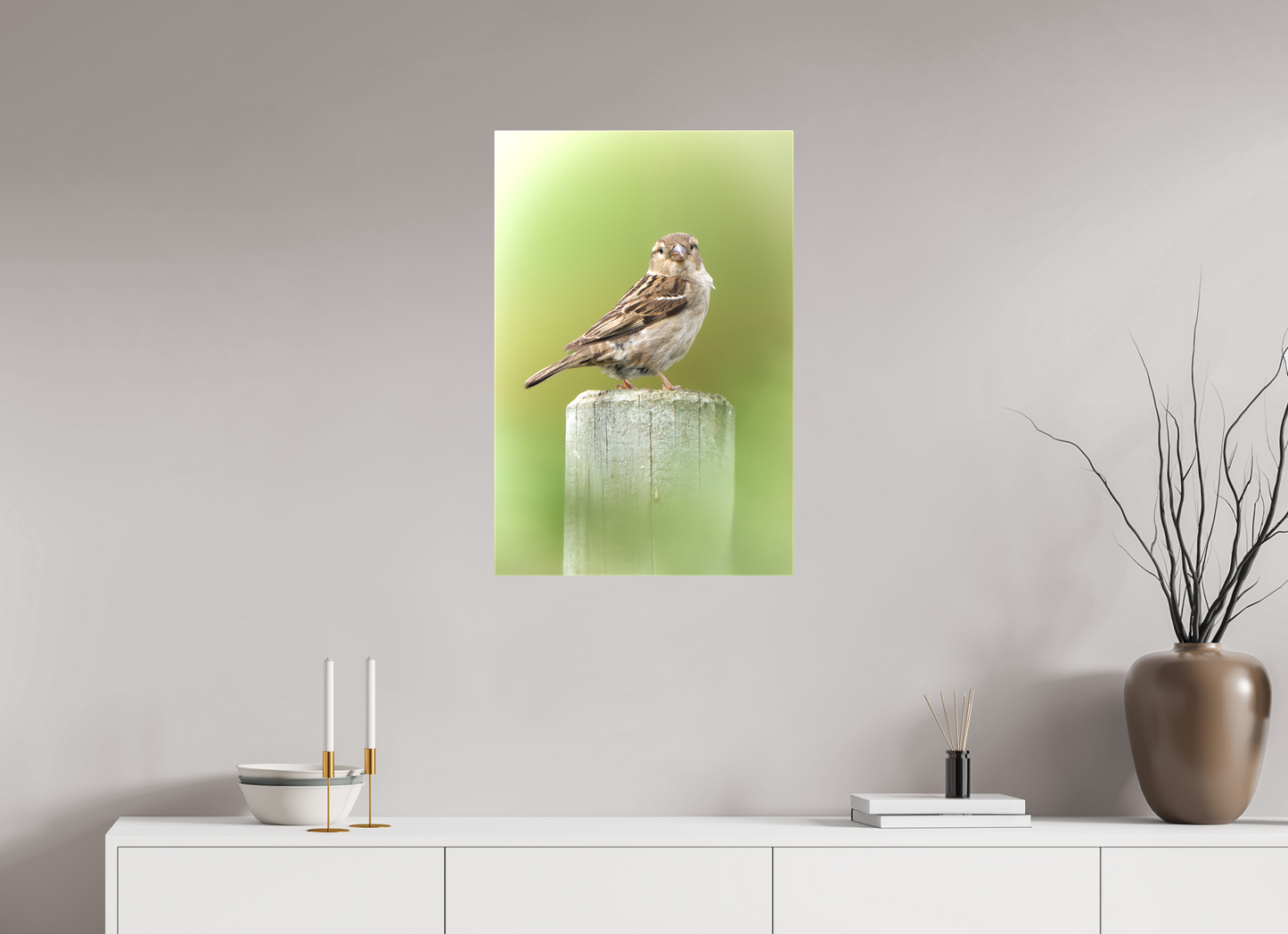Moineau domestique | un regard mignon