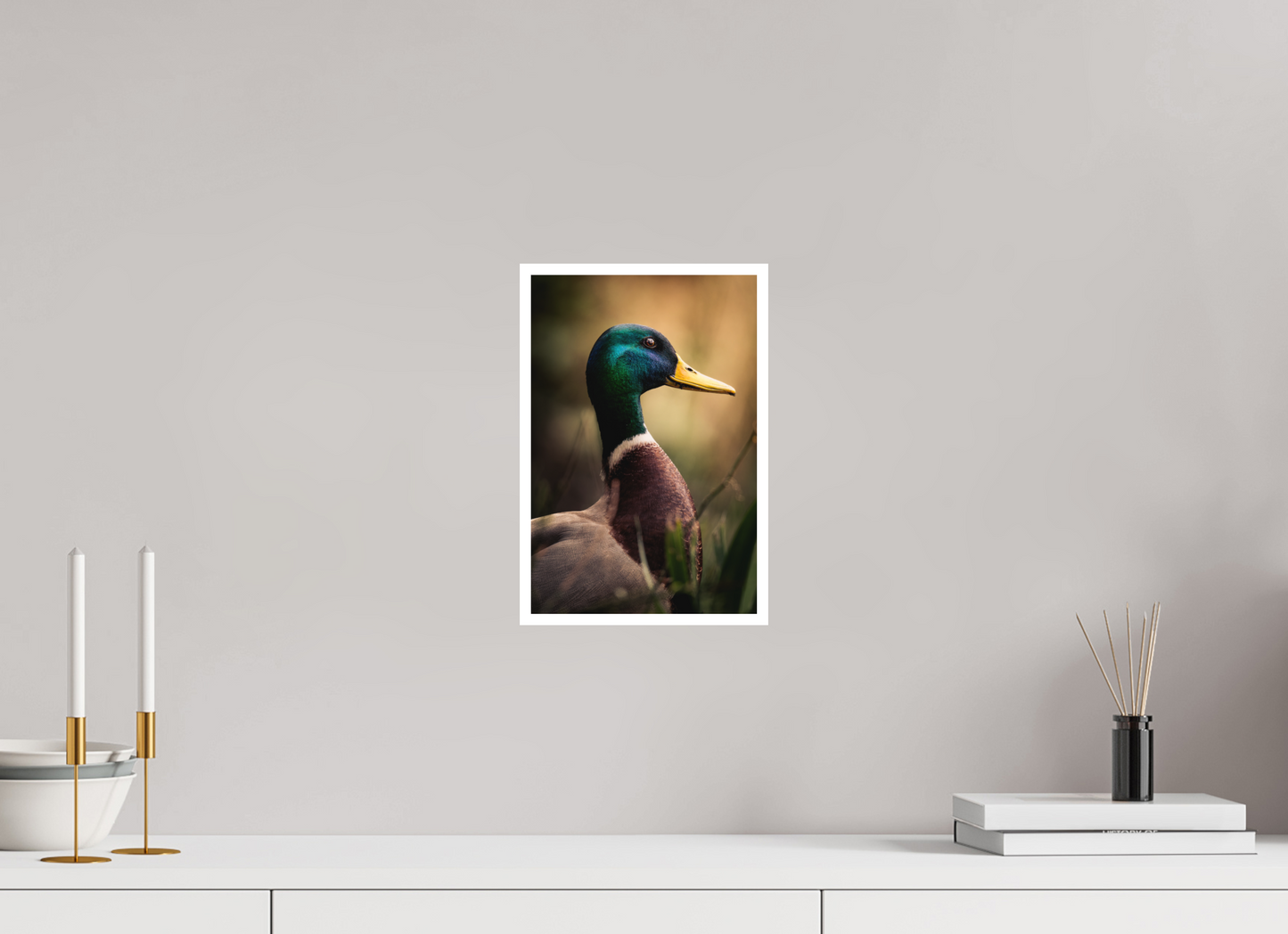 canard Colvert | le roi des canards