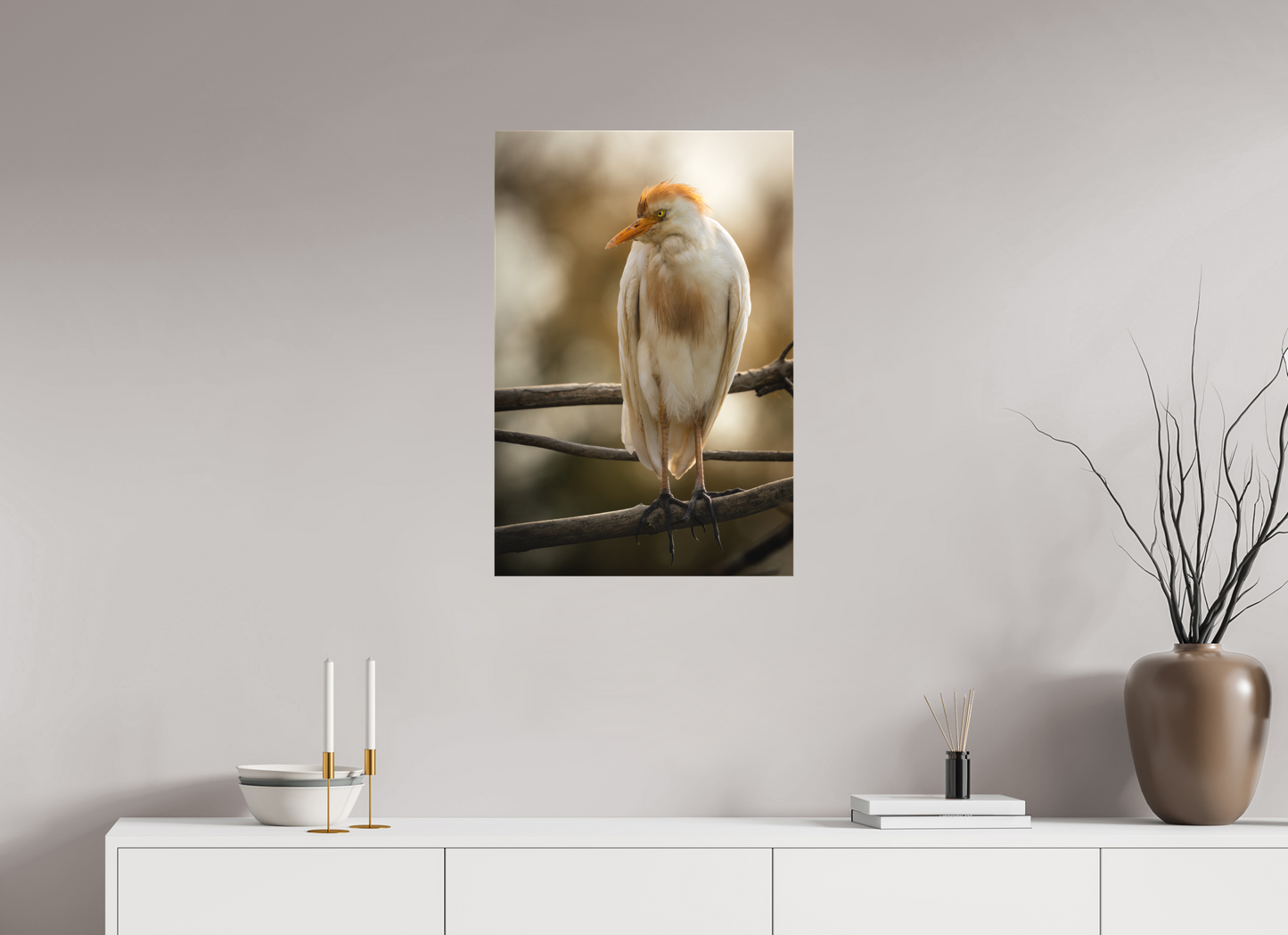 Héron Garde-bœuf | la fausse aigrette