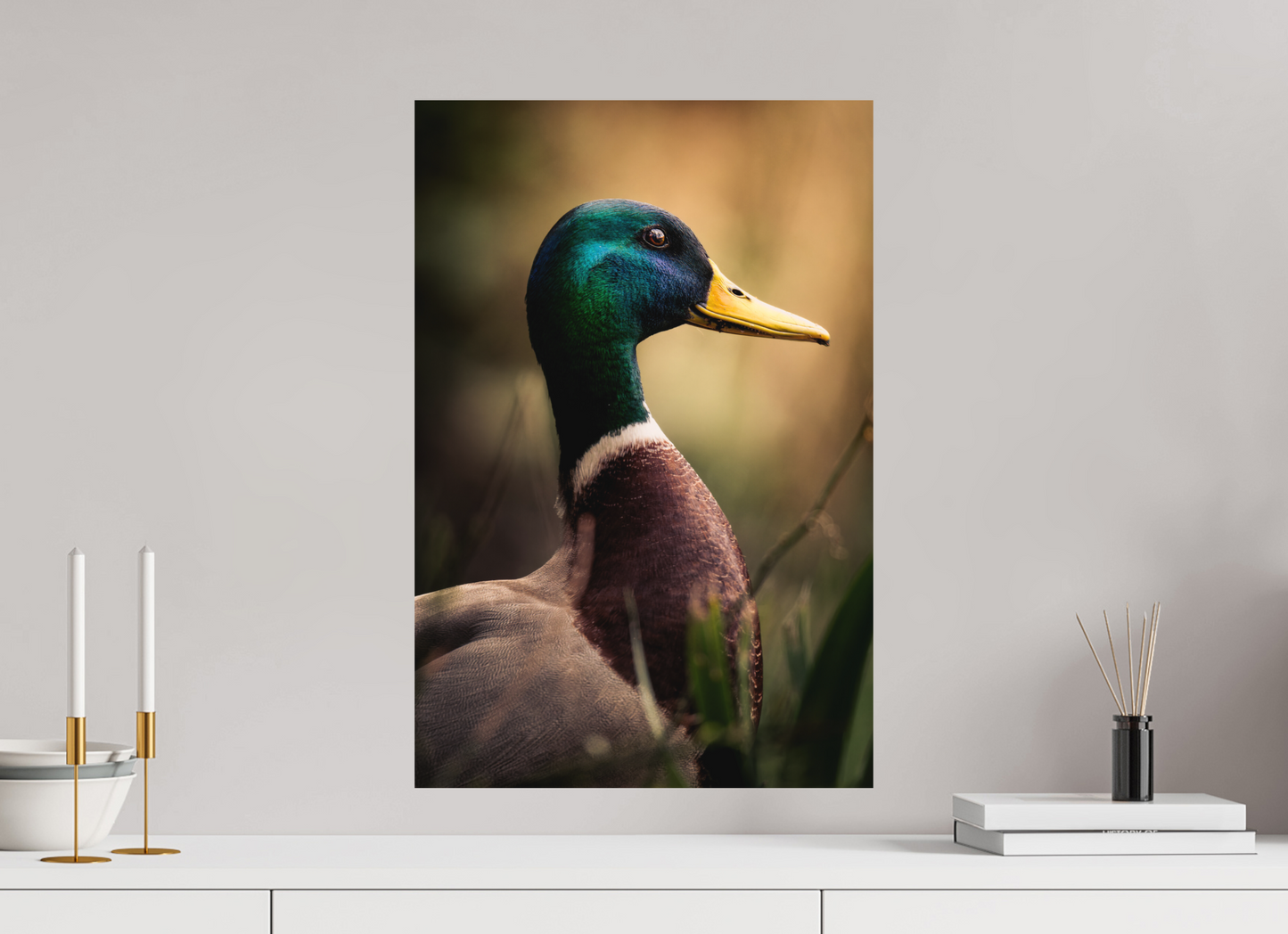 canard Colvert | le roi des canards