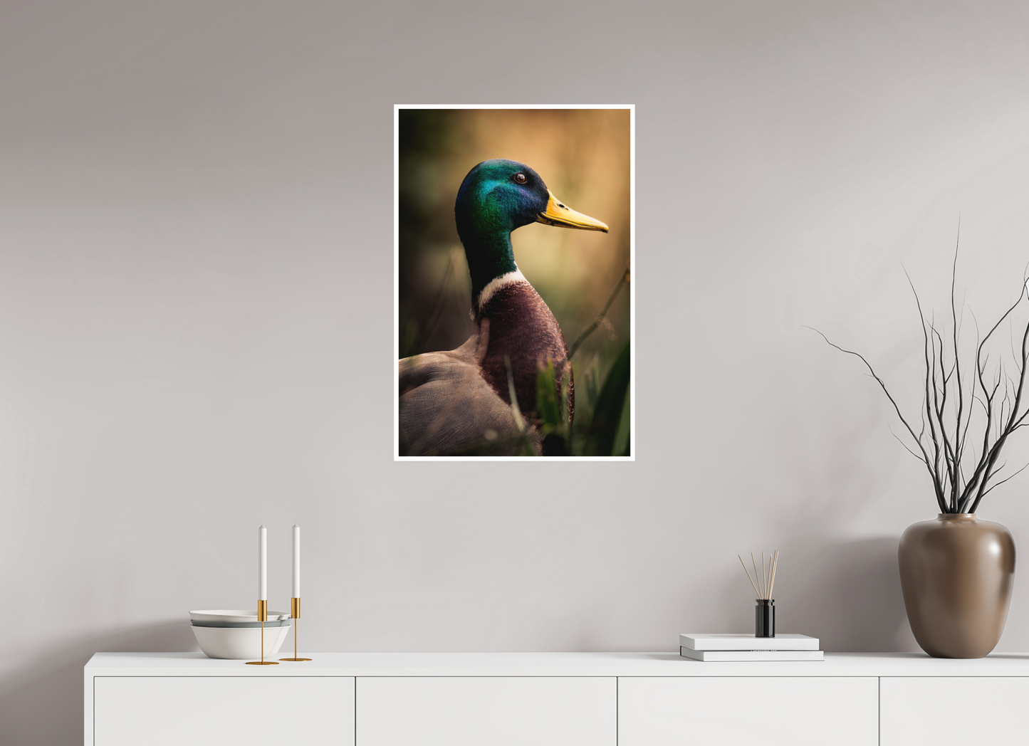 canard Colvert | le roi des canards