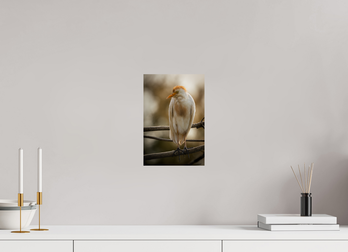Héron Garde-bœuf | la fausse aigrette