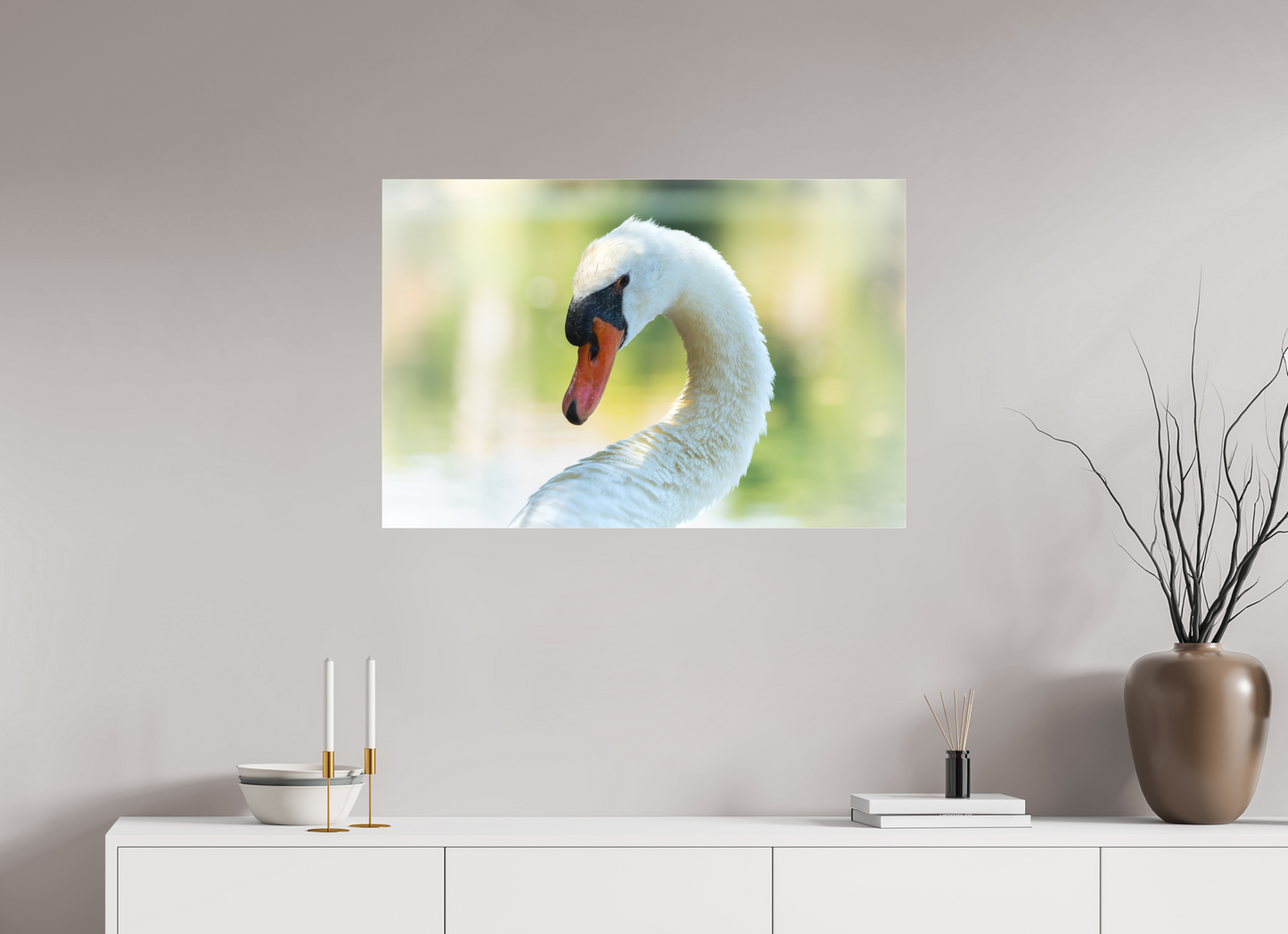 Cygne tuberculé | un doux portrait