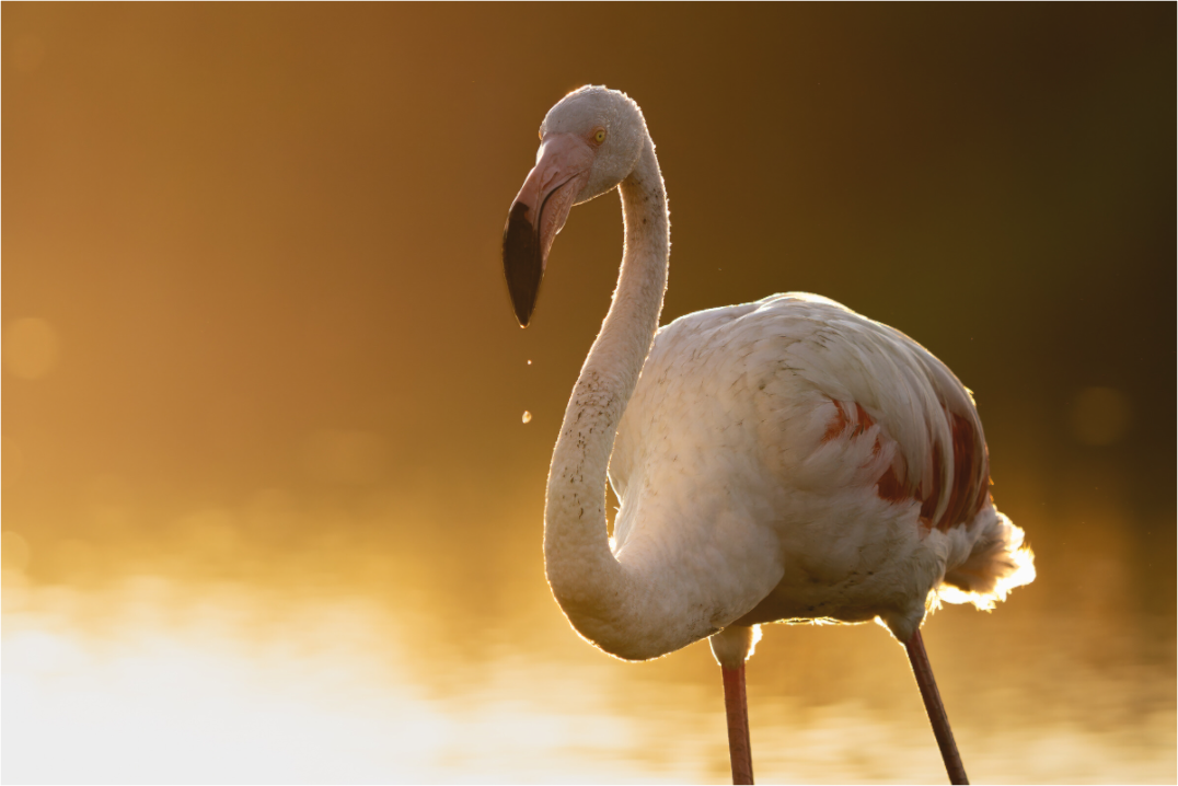 Or Camarguais