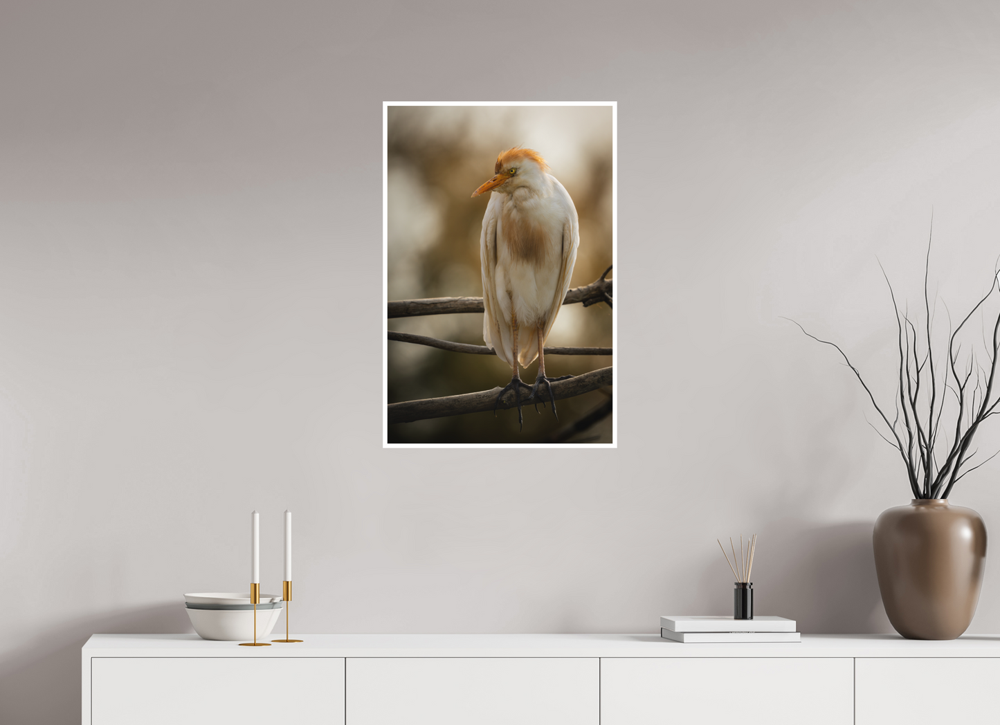 Héron Garde-bœuf | la fausse aigrette