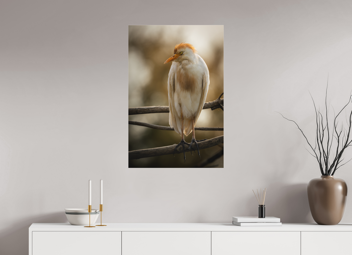 Héron Garde-bœuf | la fausse aigrette