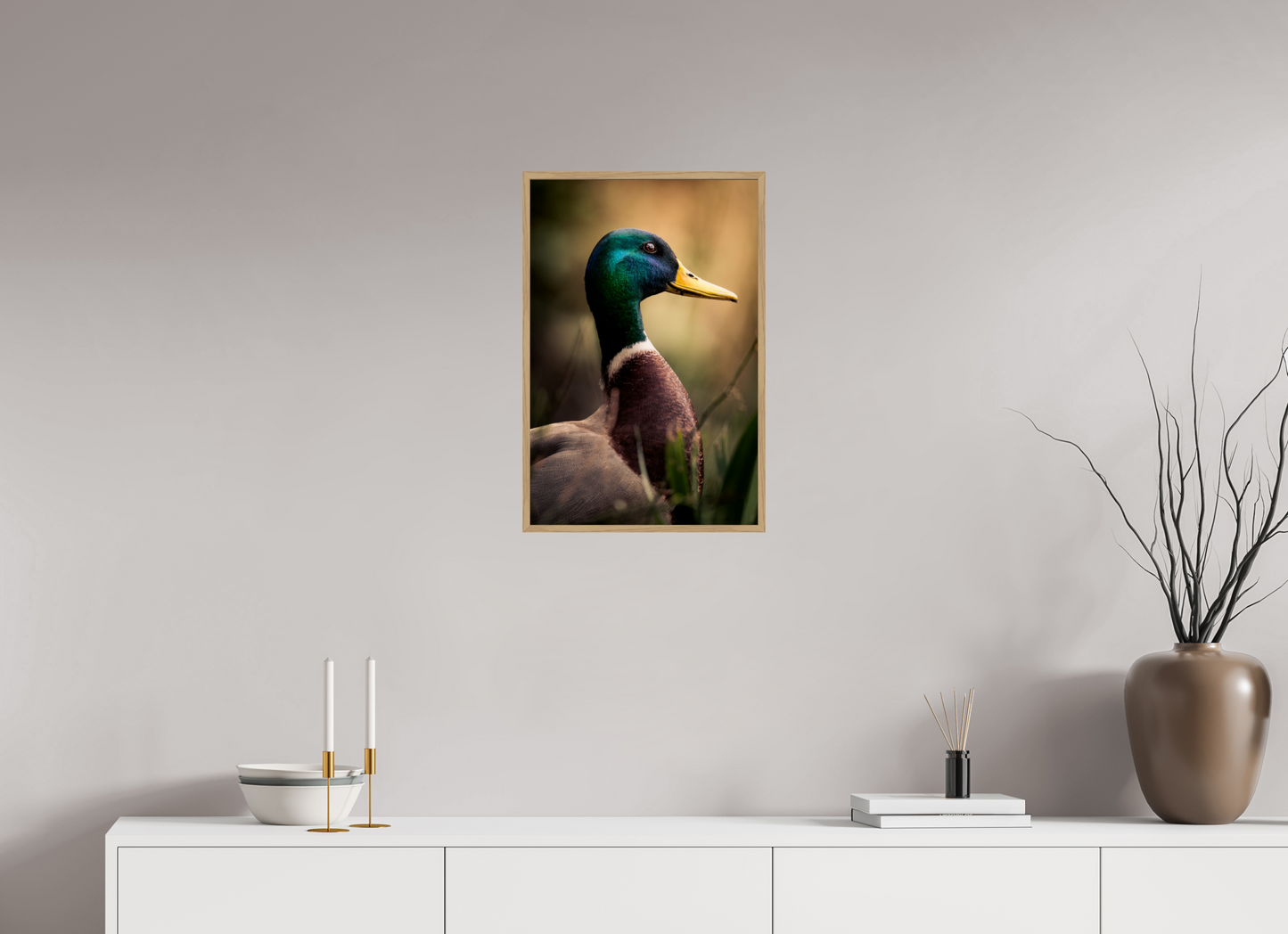 canard Colvert | le roi des canards