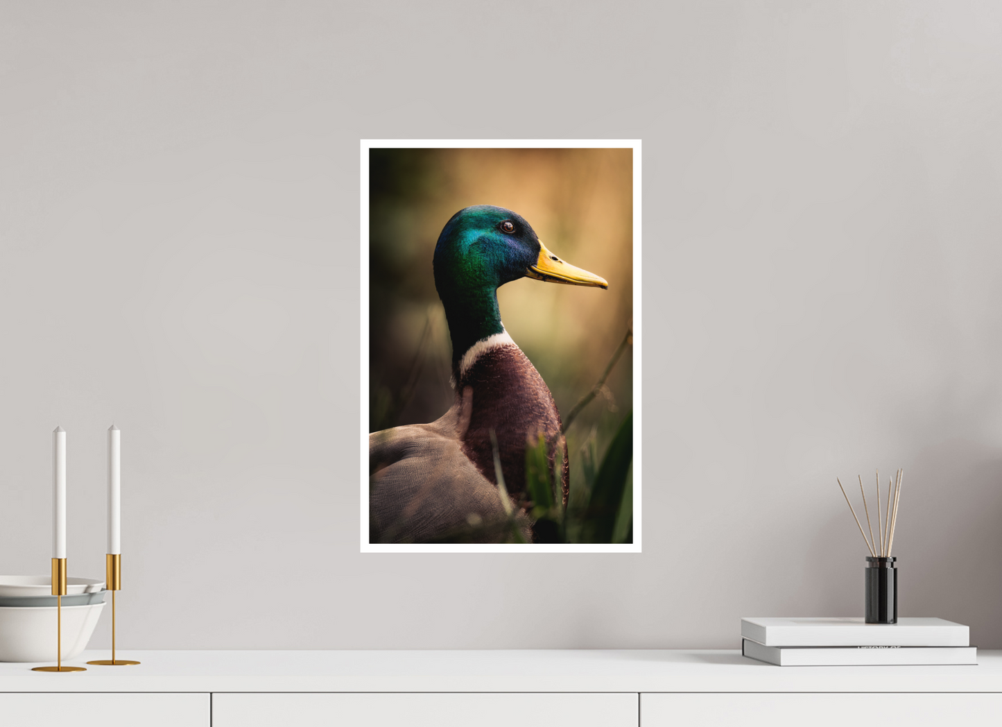 canard Colvert | le roi des canards
