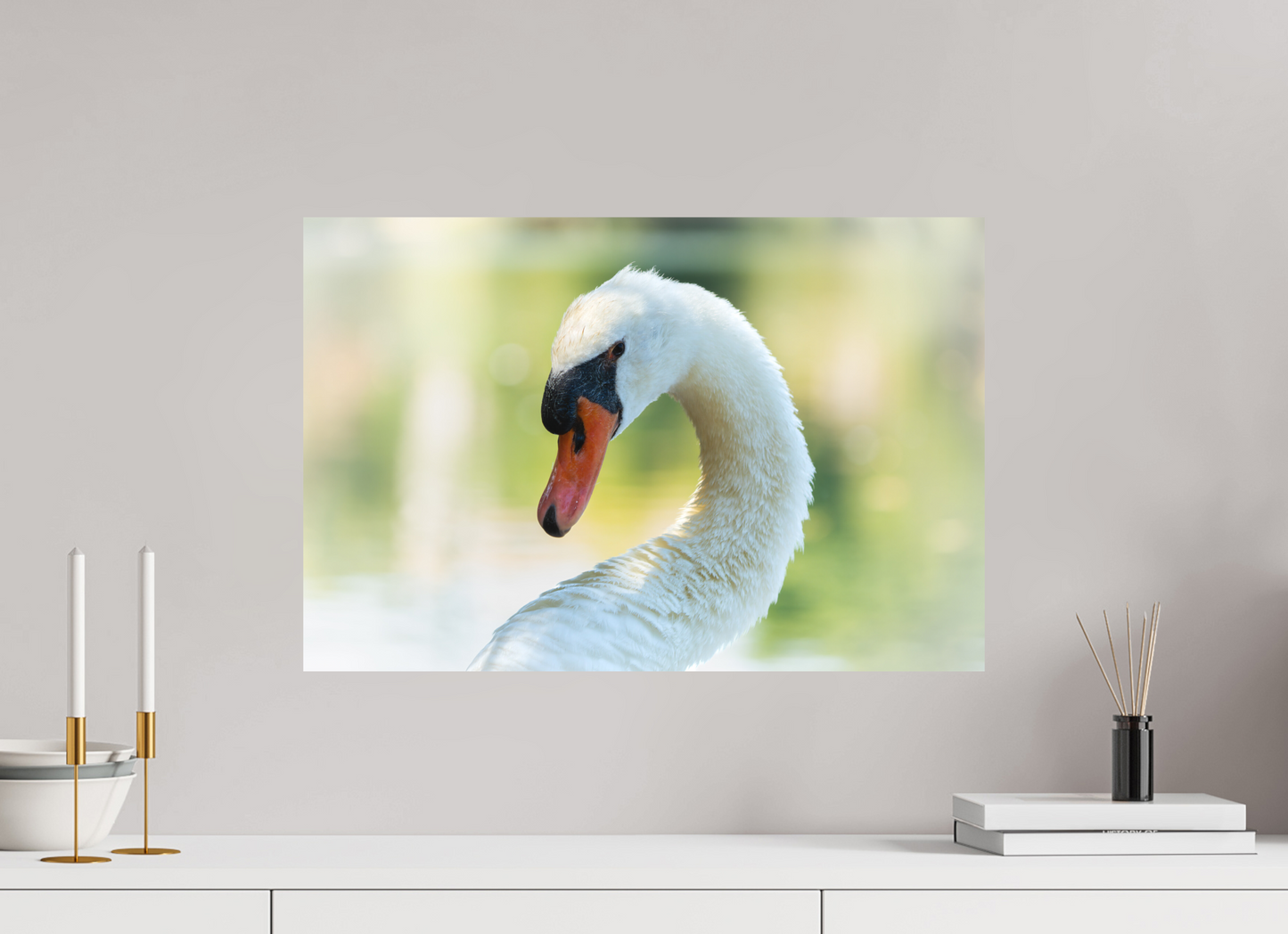 Cygne tuberculé | un doux portrait