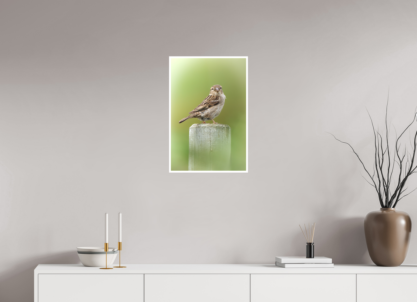 Moineau domestique | un regard mignon