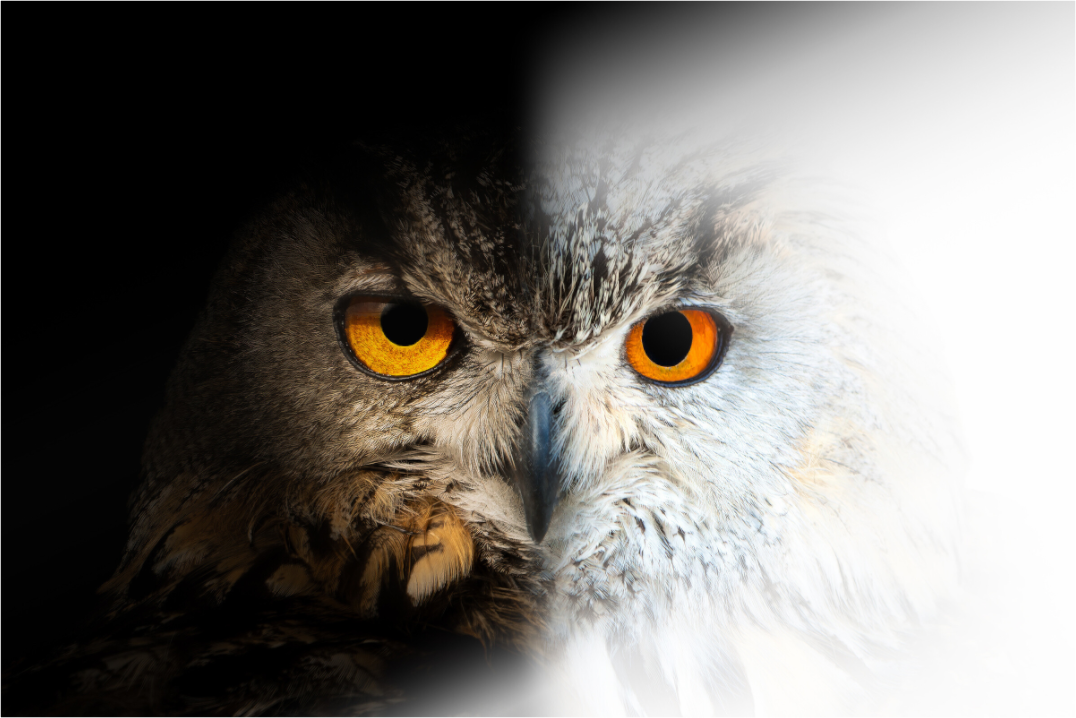 Hibou Grand-duc d'Europe & de Sibérie | entre ténèbres et lumière