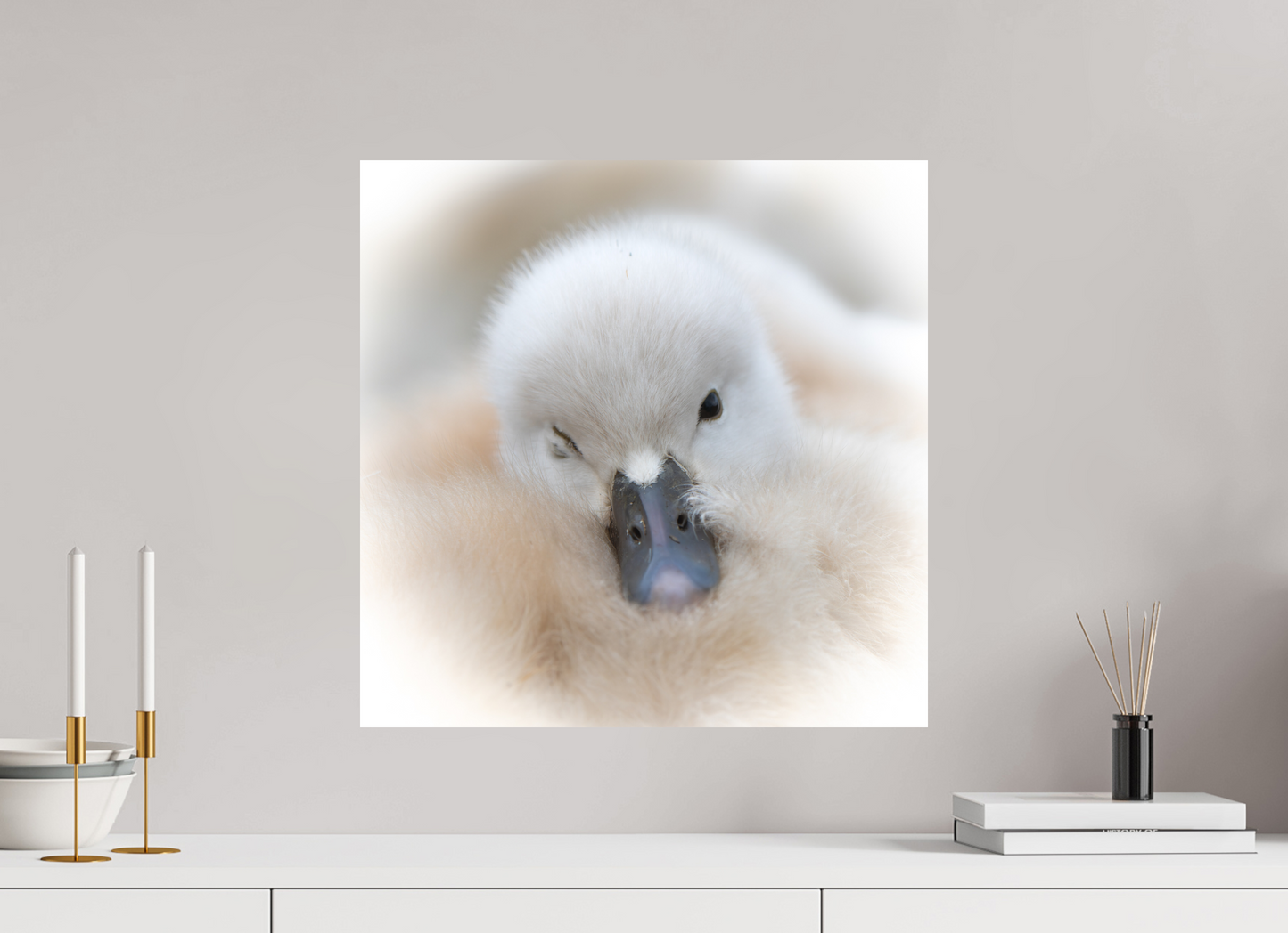 Cygne tuberculé | bouille d’amour