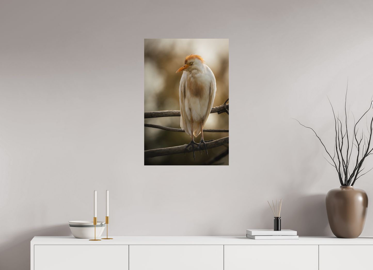 Héron Garde-bœuf | la fausse aigrette