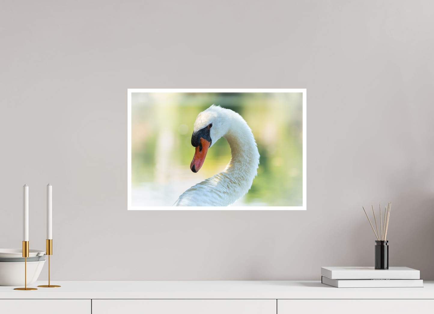 Cygne tuberculé | un doux portrait