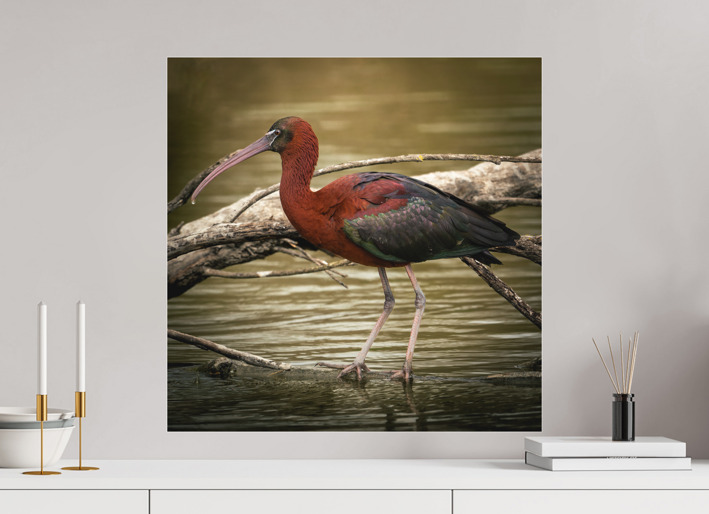 Ibis Falscinelle | un plumage cuivré