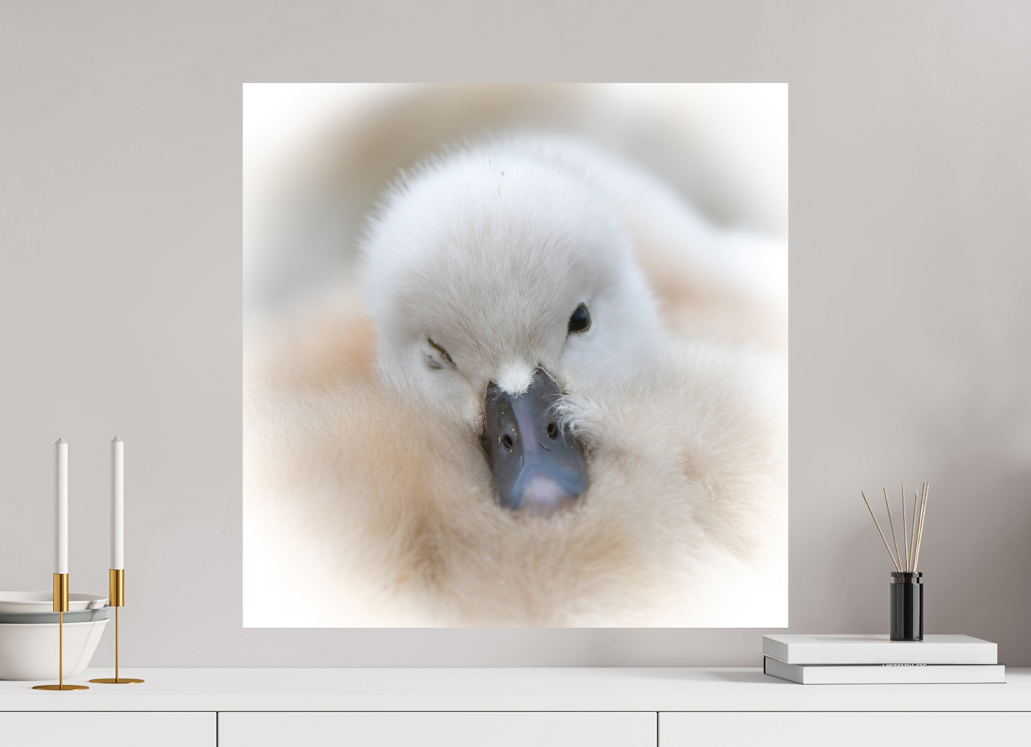 Cygne tuberculé | bouille d’amour