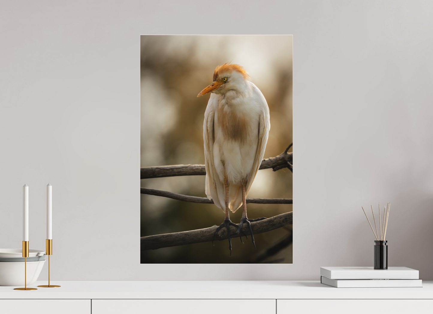 Héron Garde-bœuf | la fausse aigrette