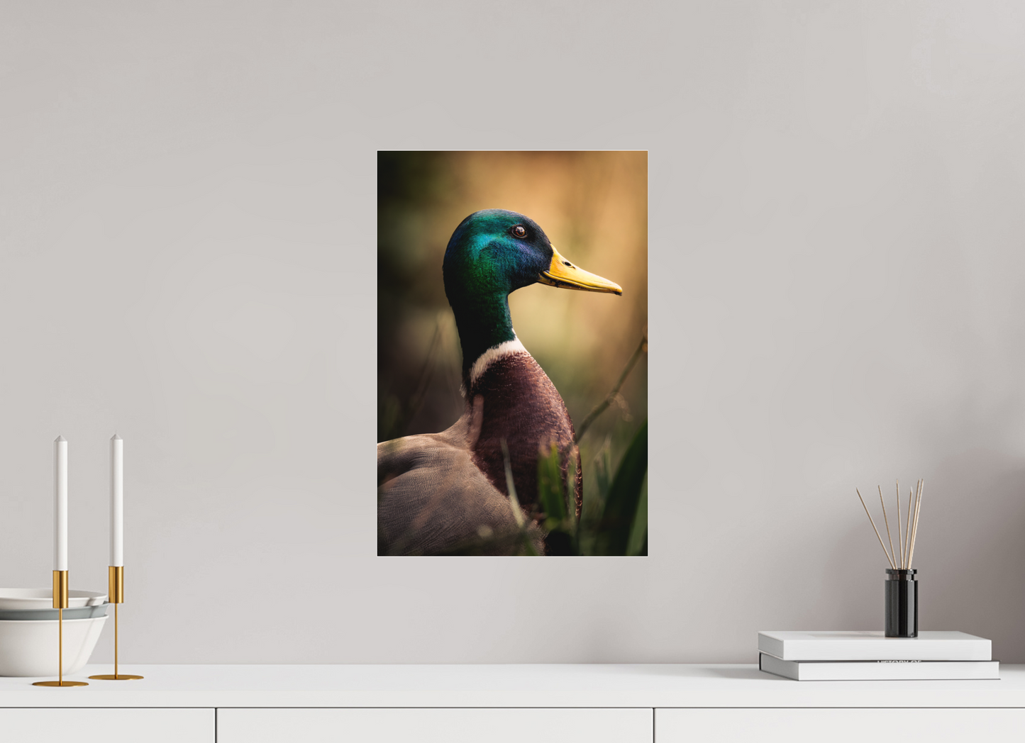 canard Colvert | le roi des canards