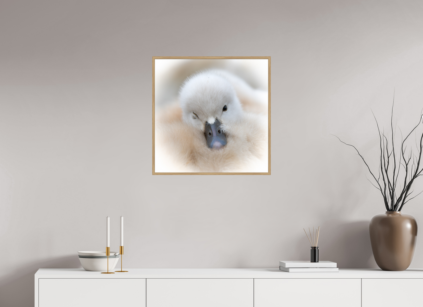 Cygne tuberculé | bouille d’amour