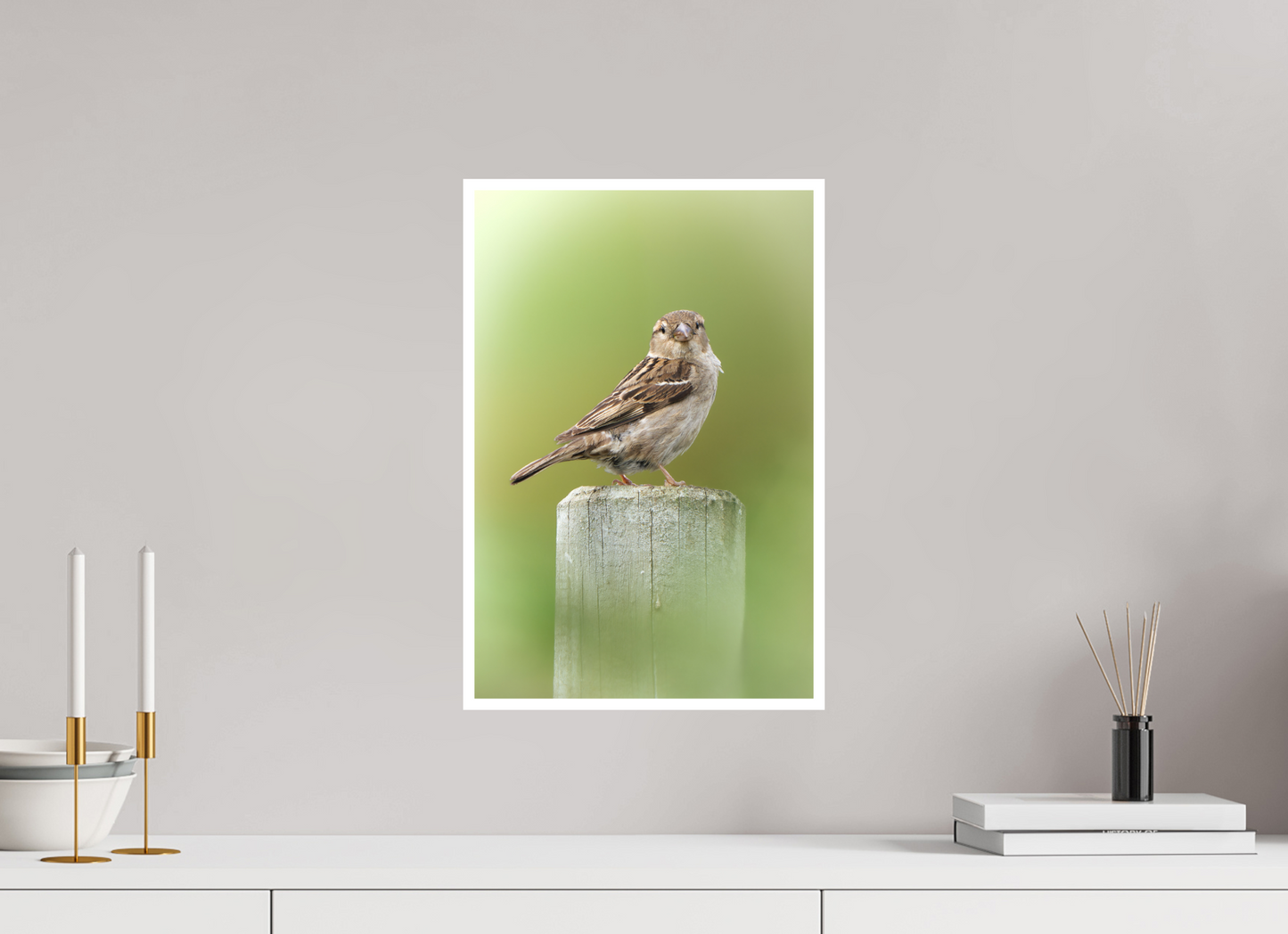 Moineau domestique | un regard mignon