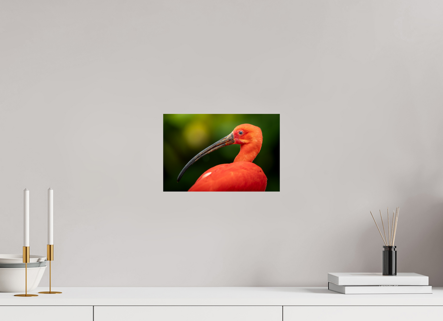 Ibis Rouge | un rouge écarlate
