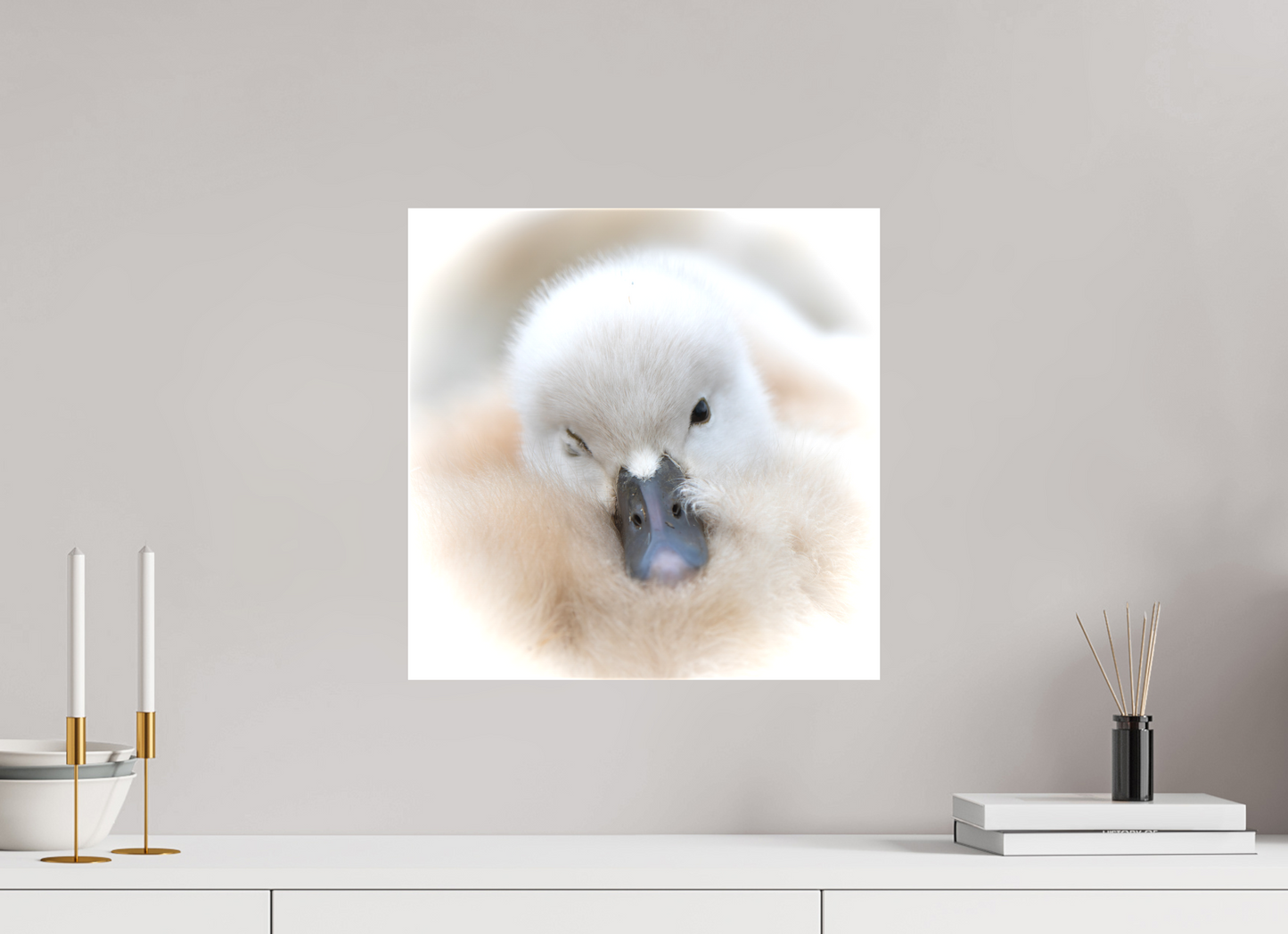 Cygne tuberculé | bouille d’amour