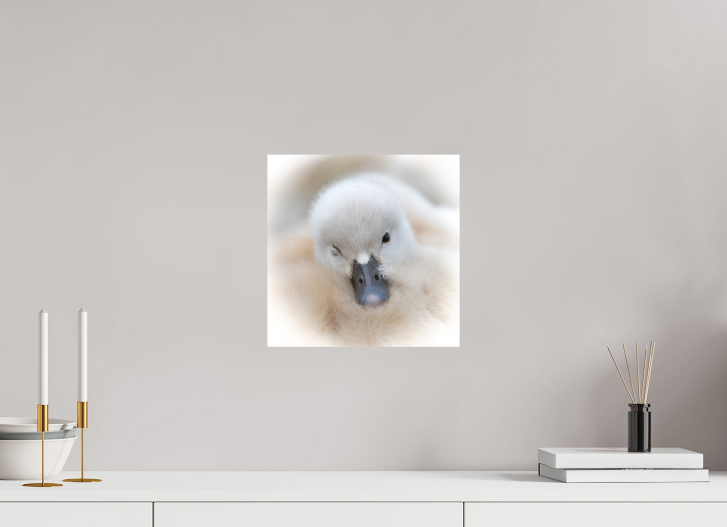 Cygne tuberculé | bouille d’amour
