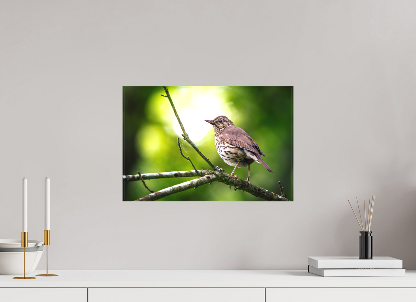 Grive musicienne | l'oiseau des sous-bois