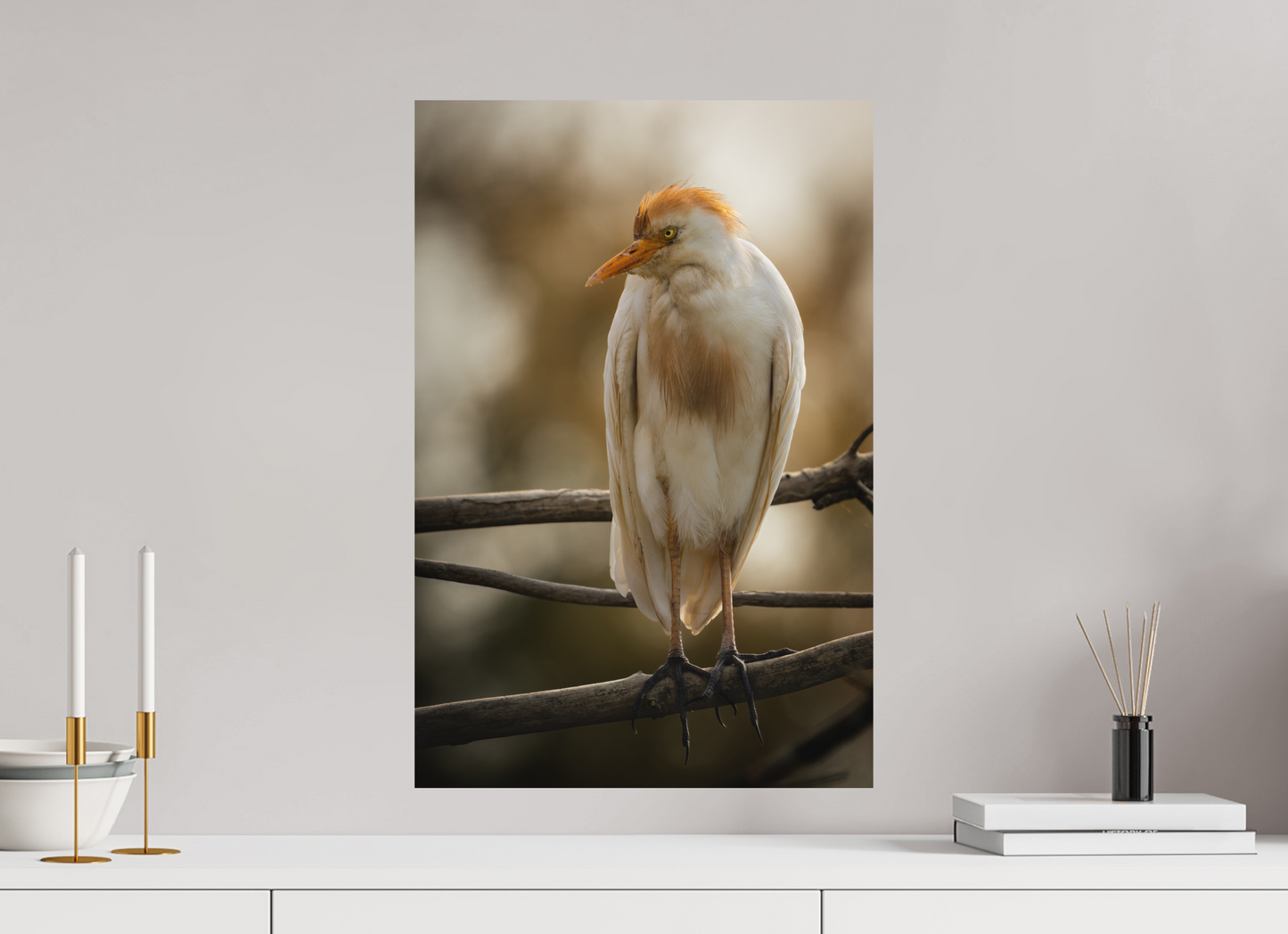Héron Garde-bœuf | la fausse aigrette