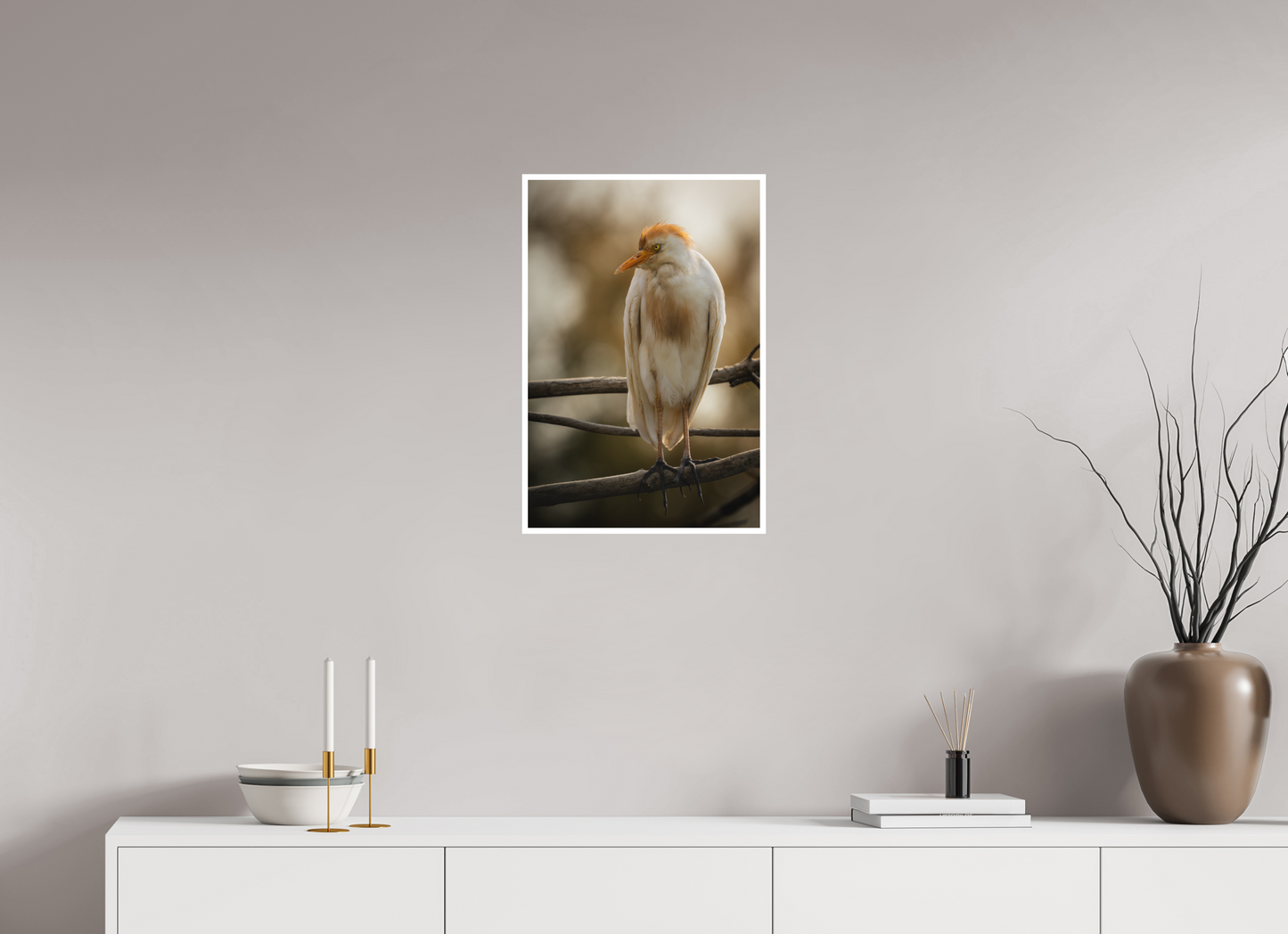 Héron Garde-bœuf | la fausse aigrette